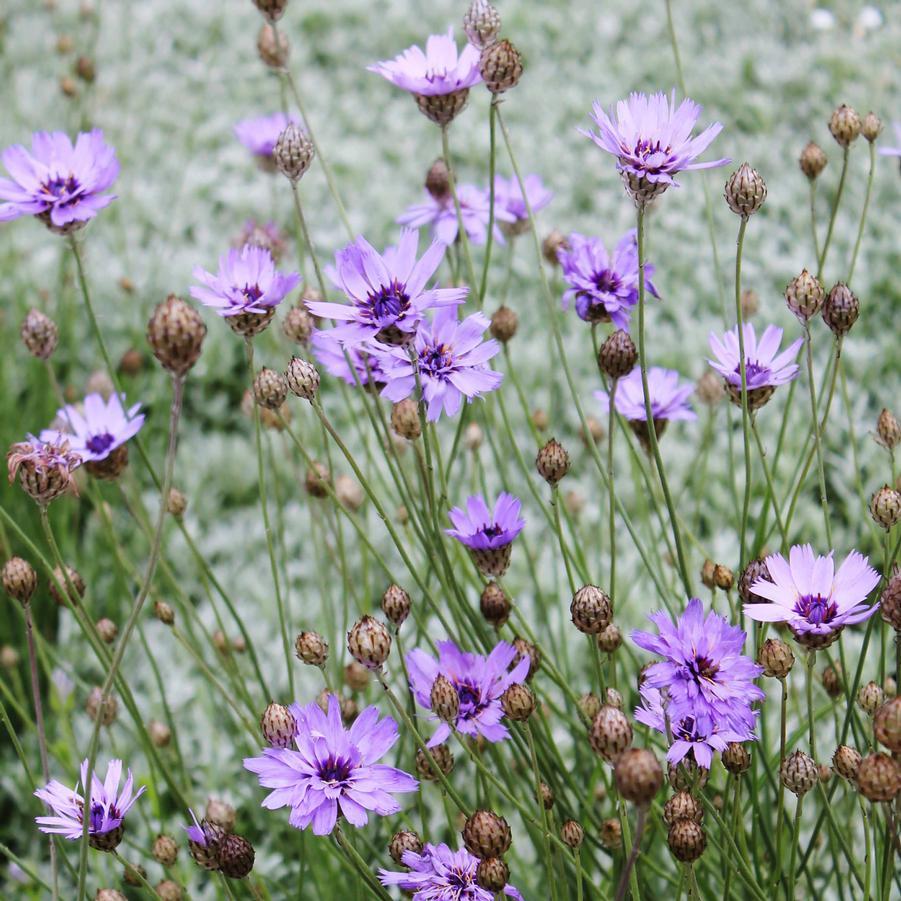 Q109 Catananche Caerulea 9 0d16107b 3de4 4e36 99ac 3386dfb03409 from www redcrocus com