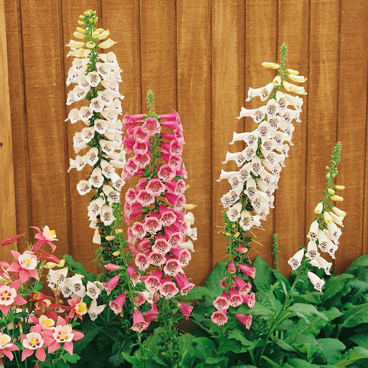 Q1122 Digitalis Purpurea Foxy - View 10 from www redcrocus com