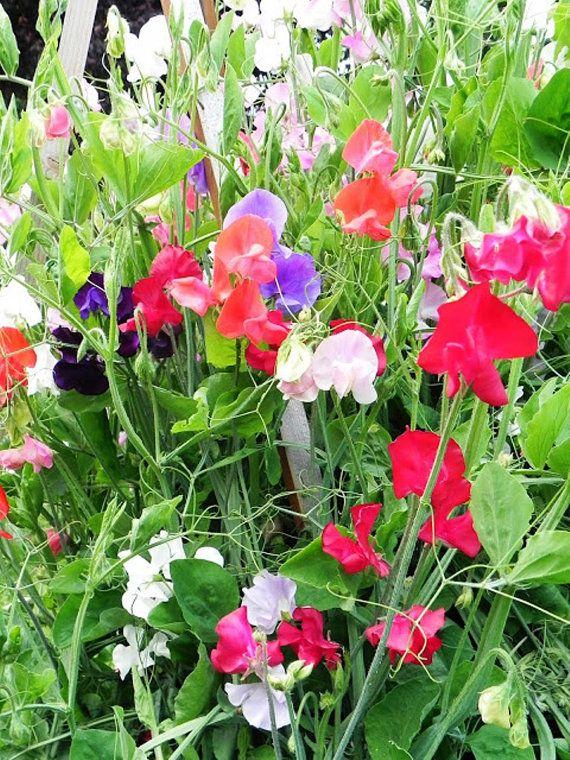 Q1130 Lathyrus Latifolius Pearl Mix 11 0b3f642a 22e0 4ada Ba84 Fb5f43a2e964 from www redcrocus com