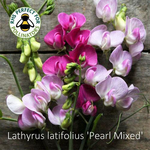 Q1130 Lathyrus Latifolius Pearl Mix 12 958f7917 52ee 420c Ae3c 219471b8029c from www redcrocus com
