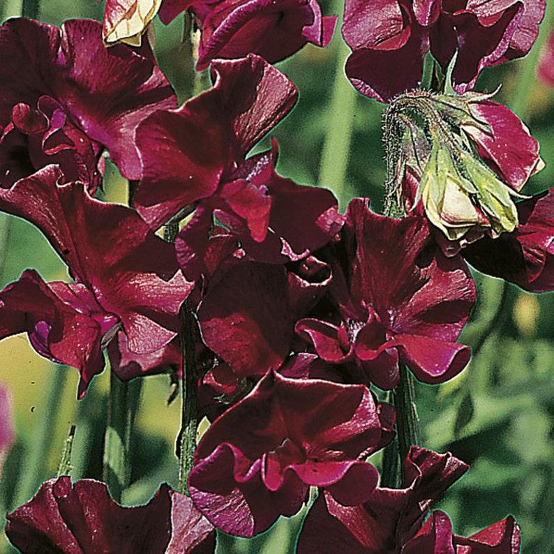 Q1130 Lathyrus Latifolius Pearl Mix 13 Dc77c1d7 204e 413c A9cb C861b05ccdff from www redcrocus com