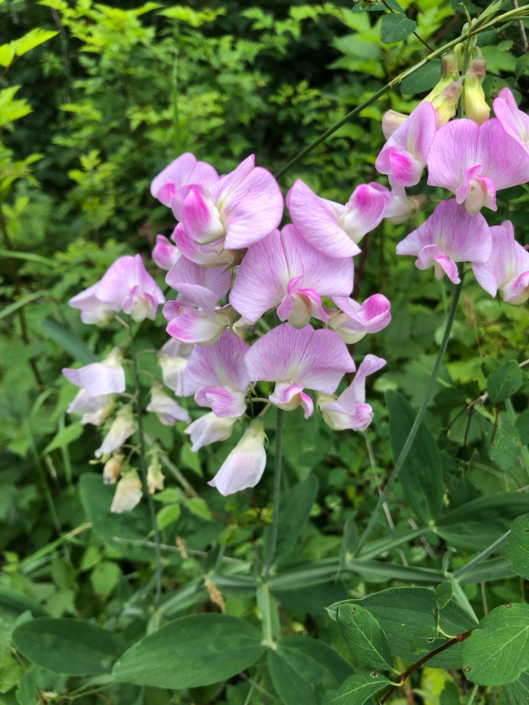 Q1130 Lathyrus Latifolius Pearl Mix 15 1cfd9d6d 9479 48b6 8b8d 89168ae21220 from www redcrocus com
