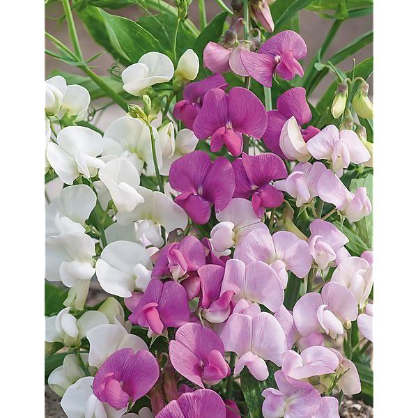 Q1130 Lathyrus Latifolius Pearl Mix 16 3b939308 E709 431f 82bf E5e77d8c76f8 from www redcrocus com