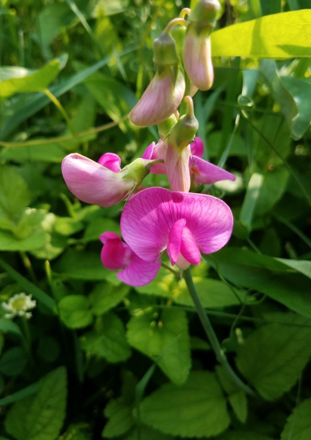 Q1130 Lathyrus Latifolius Pearl Mix 17 1b9b63b2 274d 4265 9f5a 686bf92e3347 from www redcrocus com