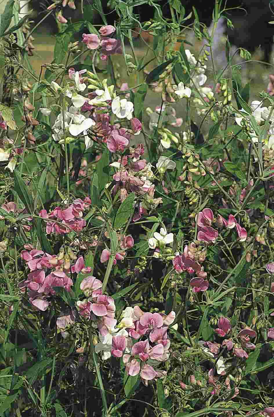Q1130 Lathyrus Latifolius Pearl Mix 18 272844ac D98e 4b8d B23b 2e739ec55f87 from www redcrocus com
