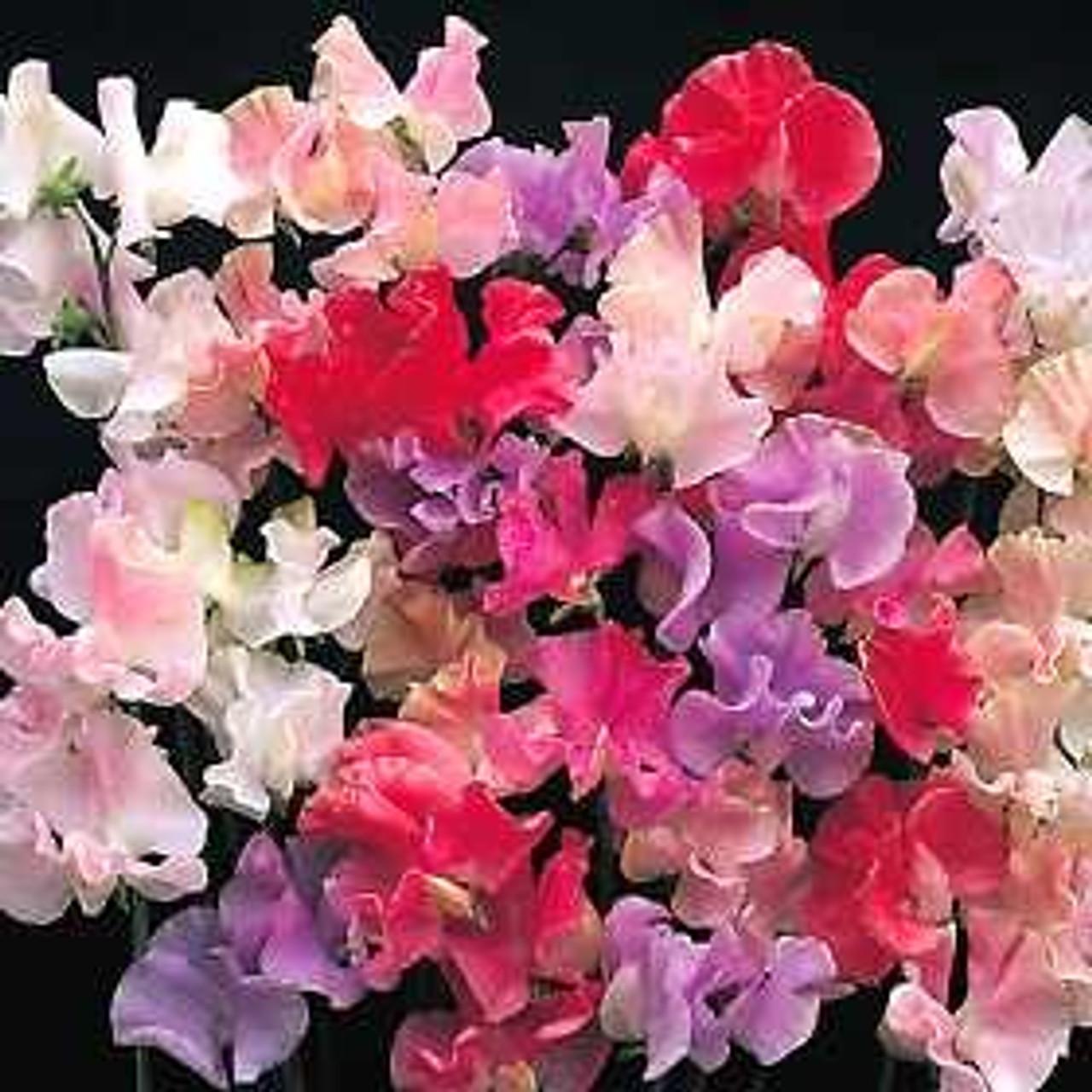 Q1130 Lathyrus Latifolius Pearl Mix 19 Fb6a6290 0a5a 4ad5 B8d8 195526a830f0 from www redcrocus com