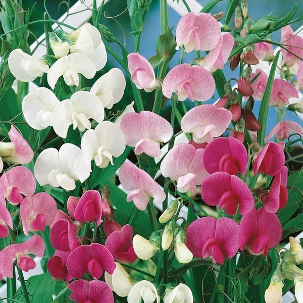 Q1130 Lathyrus Latifolius Pearl Mix 1 347a7ece 0cd3 47b9 A326 Da50b01d7aee from www redcrocus com