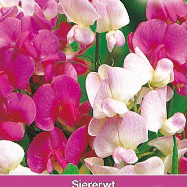 Q1130 Lathyrus Latifolius Pearl Mix 2 Bfa940ea F768 4abb B765 330aec04a358 from www redcrocus com