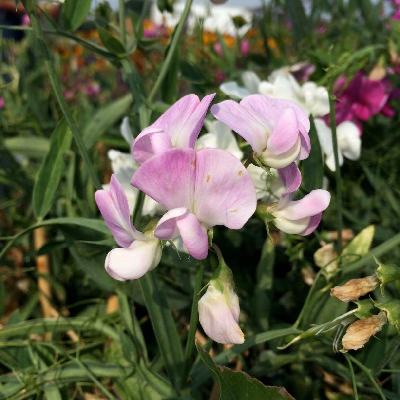 Q1130 Lathyrus Latifolius Pearl Mix 4 Df73154d 5af7 4fe9 Bdad 7f9893fb34b2 from www redcrocus com