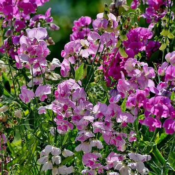 Q1130 Lathyrus Latifolius Pearl Mix 4 B4561bb0 C45d 4ccd B8f2 D0a47f310f93 from www redcrocus com