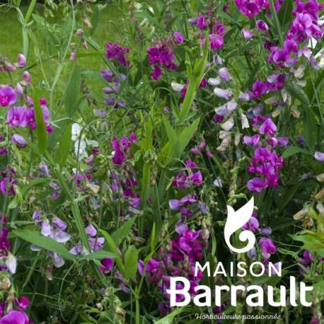 Q1130 Lathyrus Latifolius Pearl Mix 5 58dc9098 0186 4768 Aa41 959174608f7e from www redcrocus com
