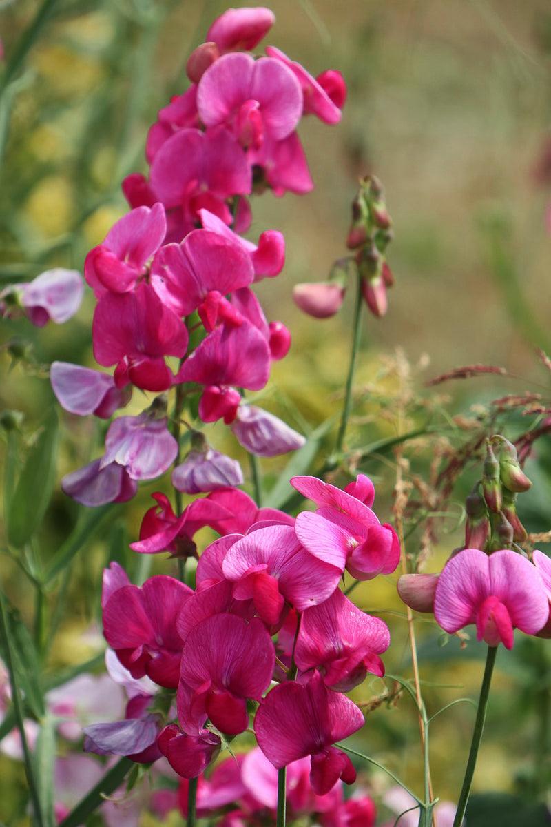 Q1130 Lathyrus Latifolius Pearl Mix 6 Ecd176d8 Caf0 48eb B0dd 612ca7dc920c from www redcrocus com