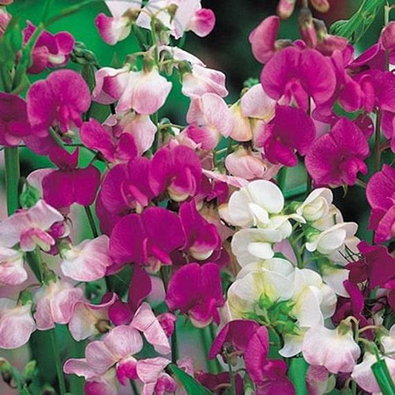 Q1130 Lathyrus Latifolius Pearl Mix 7 A89f272c 2fb3 488d A970 3a1a1c12f756 from www redcrocus com