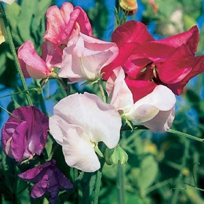 Q1130 Lathyrus Latifolius Pearl Mix 8 1fbe0ba3 Cecc 4a30 95a4 C40eb78ad2fc from www redcrocus com