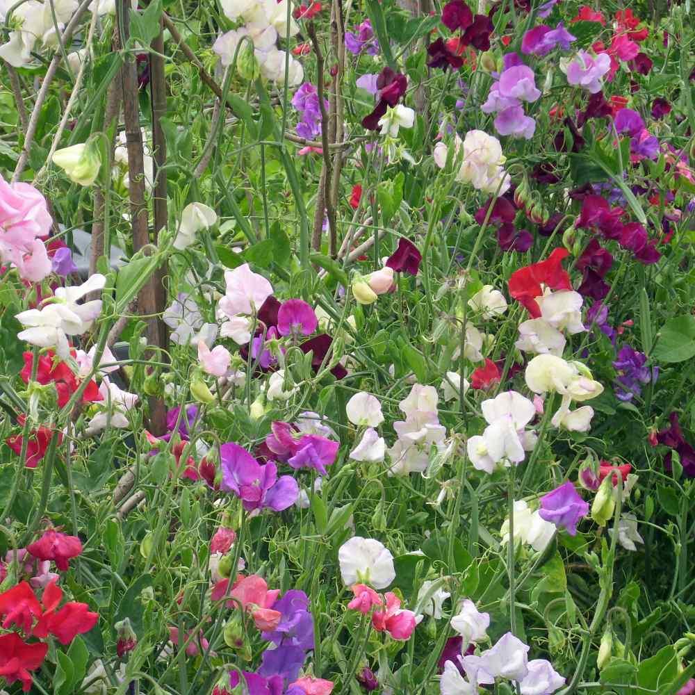 Q1130 Lathyrus Latifolius Pearl Mix 9 0ffef963 145a 4a87 959d 1babe6a7dcd6 from www redcrocus com