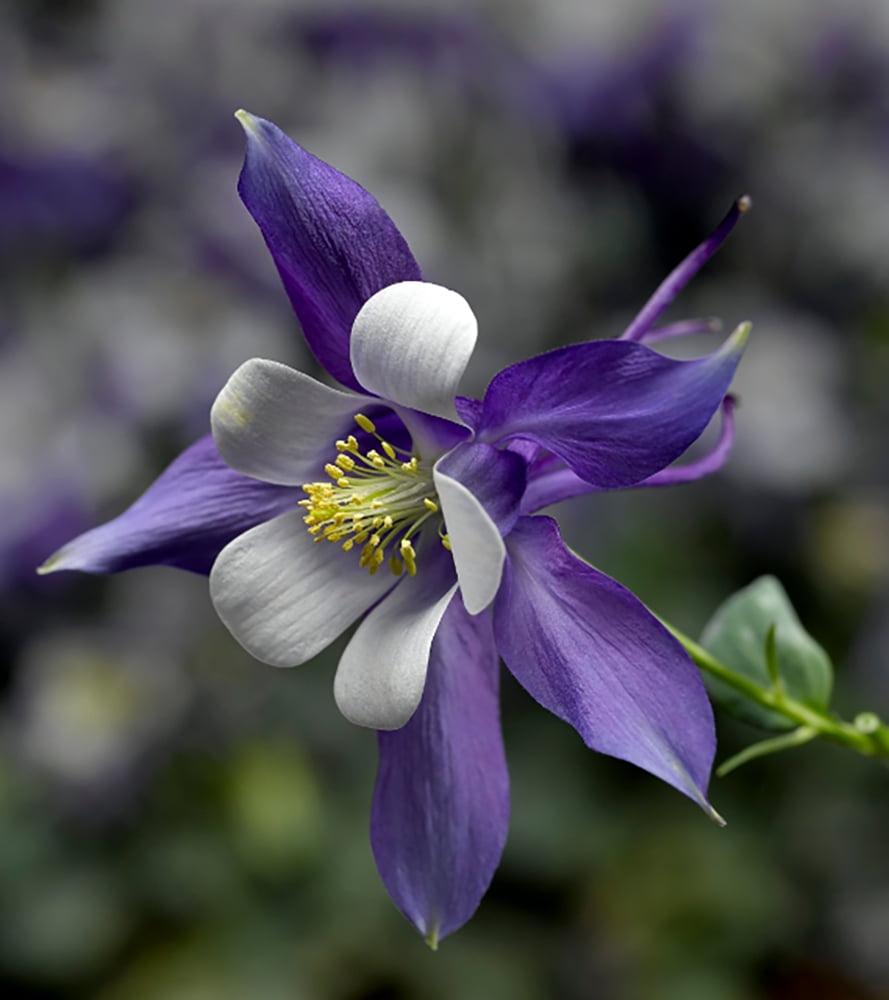 Q1132 Aquilegia Kirigami Deep Blue And White 10 8e2e65d2 3f20 4edf A473 802464148cc0 from www redcrocus com
