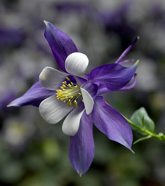 Q1132 Aquilegia Kirigami Deep Blue And White - View 10 from www redcrocus com