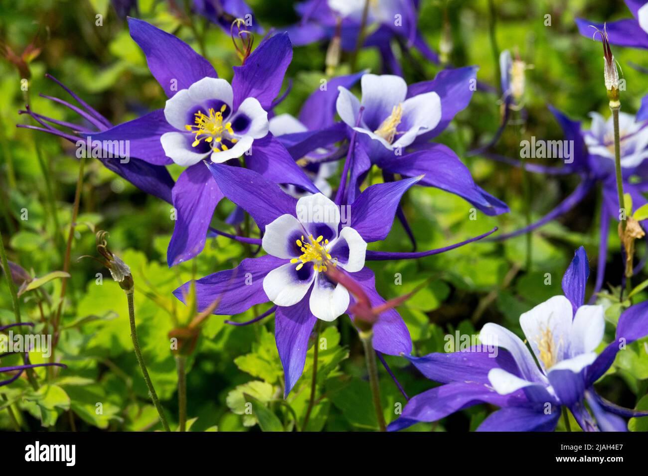 Q1132 Aquilegia Kirigami Deep Blue And White 16 43ae29fa 2f13 4d5e 8210 3c0b9e68b09e from www redcrocus com