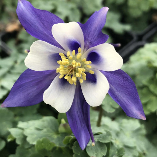 Q1132 Aquilegia Kirigami Deep Blue And White 1 797896a9 1879 4ea0 9e98 D98f7e5478d2 from www redcrocus com