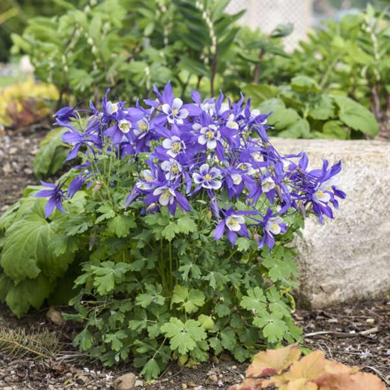 Q1132 Aquilegia Kirigami Deep Blue And White 2 6bfed16d 13de 4f18 991f 64a6947c4bfe from www redcrocus com