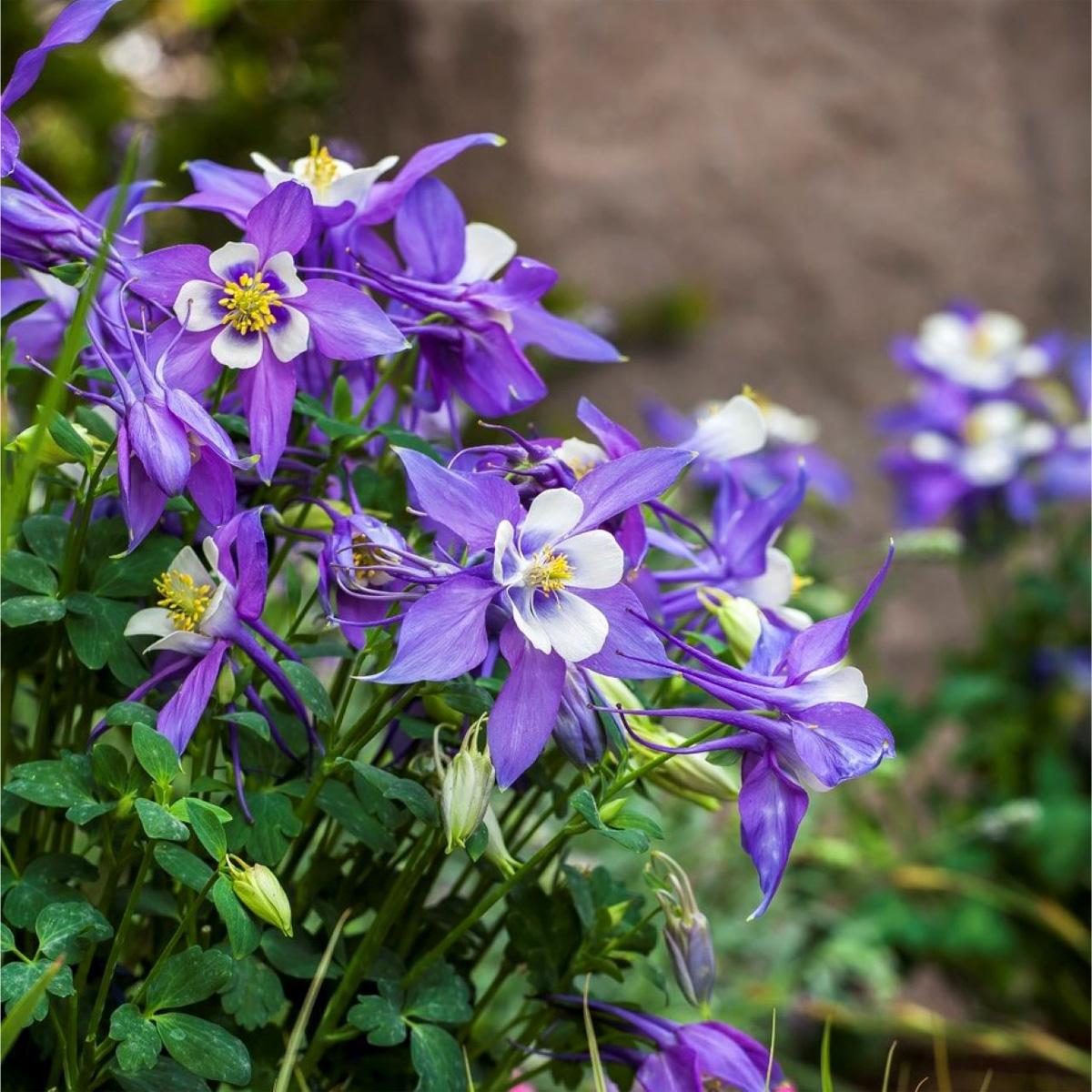 Q1132 Aquilegia Kirigami Deep Blue And White 6 80f21a33 Fa38 404d 9652 Fed3b8475e45 from www redcrocus com