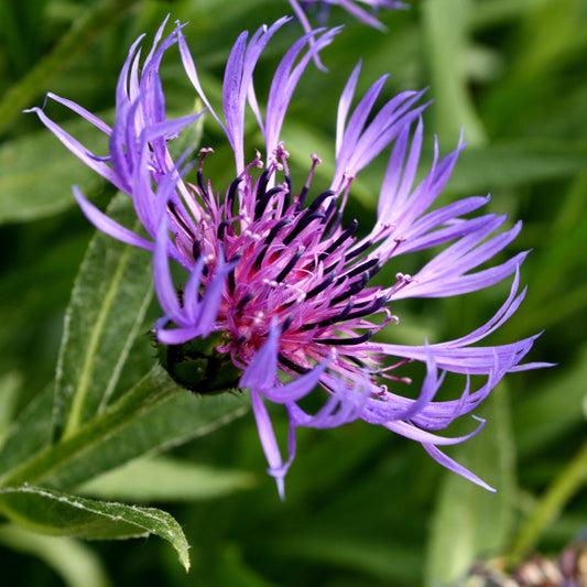 Q113 Centaurea Montana 1 960daa06 A2f1 42e5 A094 B2fb1321f24f from www redcrocus com