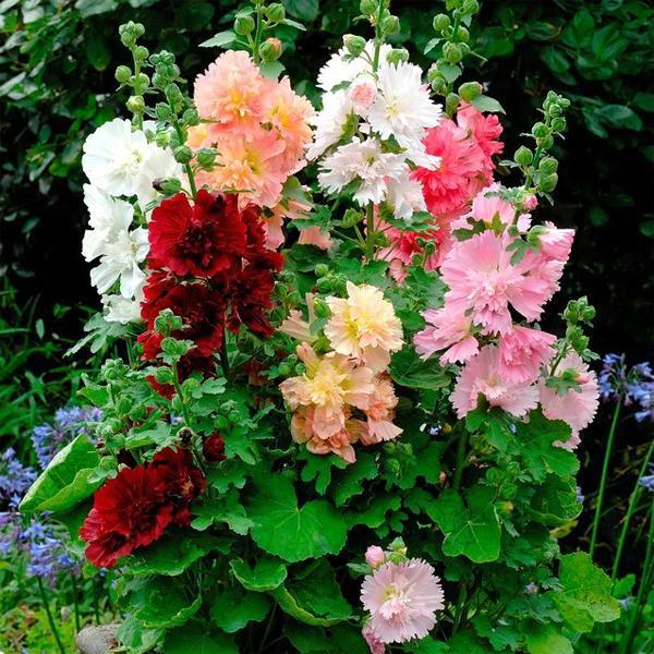 Q1152 Alcea Rosea Queeny Mix 10 03dfe292 57c5 4698 A50d 9f3ef59e2f7d from www redcrocus com