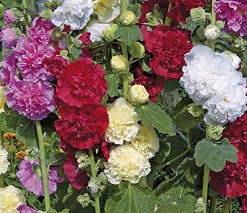 Q1152 Alcea Rosea Queeny Mix 11 Bec445a3 Fccf 43ed 97bb F676671e5c06 from www redcrocus com