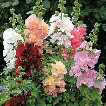 Q1152 Alcea Rosea Queeny Mix 12 549deefb B57a 4a2a A87d 9acbe3fa1289 from www redcrocus com