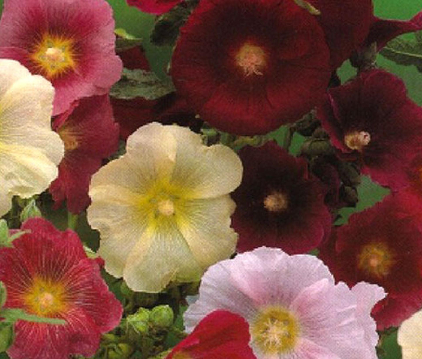 Q1152 Alcea Rosea Queeny Mix 13 Dc4c2776 19a3 4696 A777 Bf9cbc8f1600 from www redcrocus com