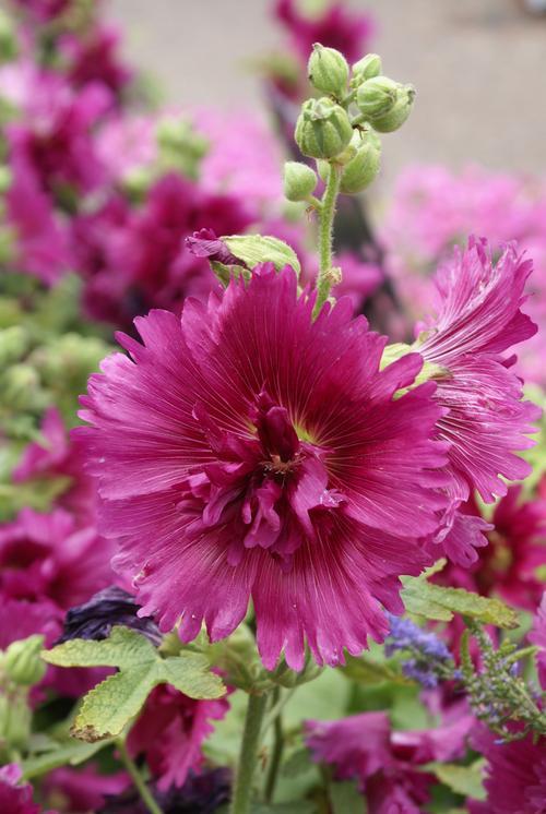 Q1152 Alcea Rosea Queeny Mix 15 E5e6747b C7fb 4187 8a22 8302b6f9a342 from www redcrocus com