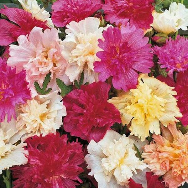 Q1152 Alcea Rosea Queeny Mix 1 0ccb3a6c 29a6 4f17 98ae Ffd7acf1f673 from www redcrocus com