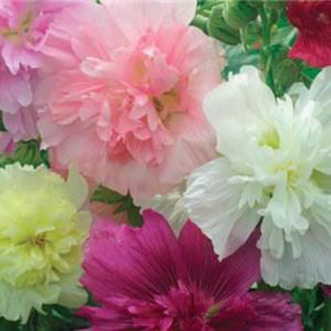 Q1152 Alcea Rosea Queeny Mix 2 8652f60e 658e 4a1e 86e7 Fdd15e5f7919 from www redcrocus com
