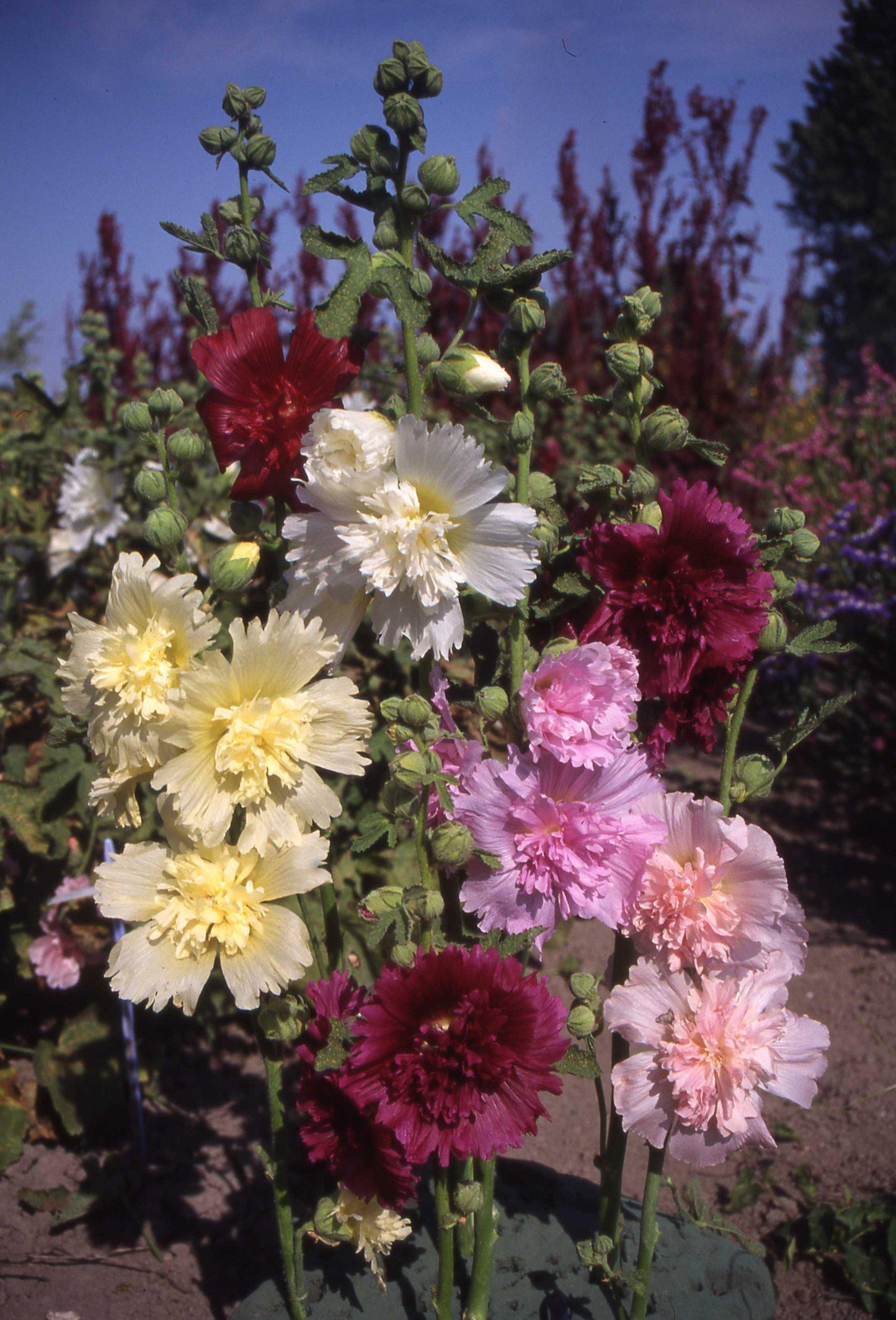 Q1152 Alcea Rosea Queeny Mix 3 F4df8012 6fe7 4b94 8393 D9e1c7153ae8 from www redcrocus com