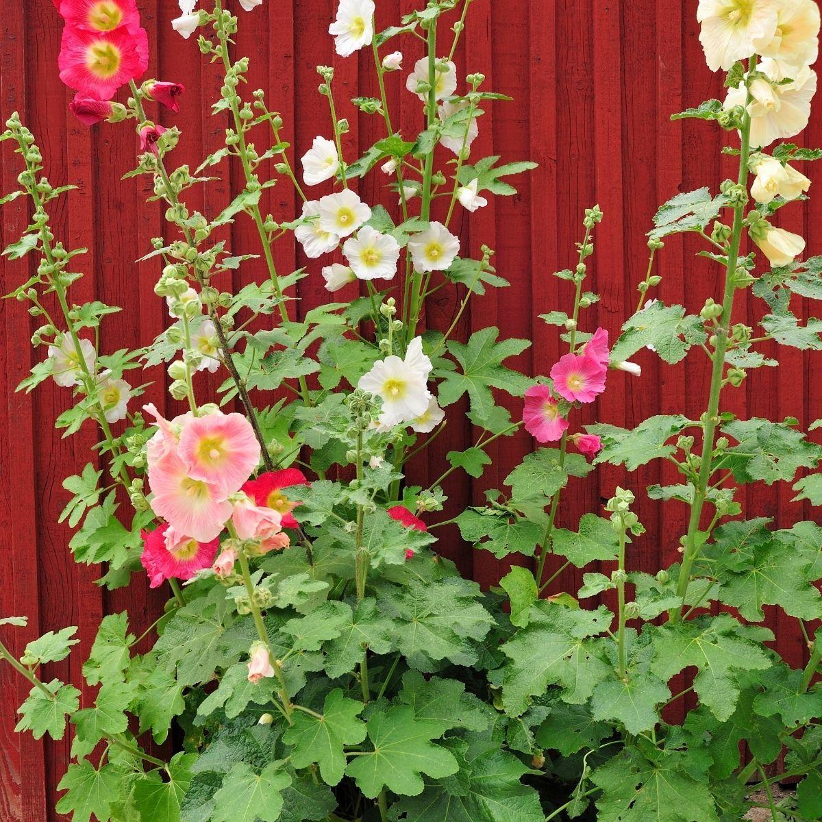 Q1152 Alcea Rosea Queeny Mix 4 1503d379 71f4 4b48 Abdb C60f7fbca1e1 from www redcrocus com