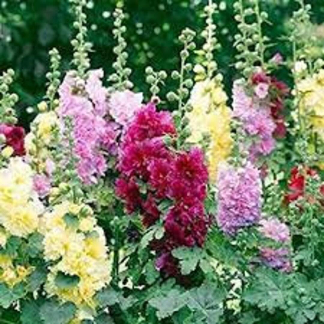 Q1152 Alcea Rosea Queeny Mix 5 1be6d1f3 C48f 4e18 91d3 Fae545243f9a from www redcrocus com