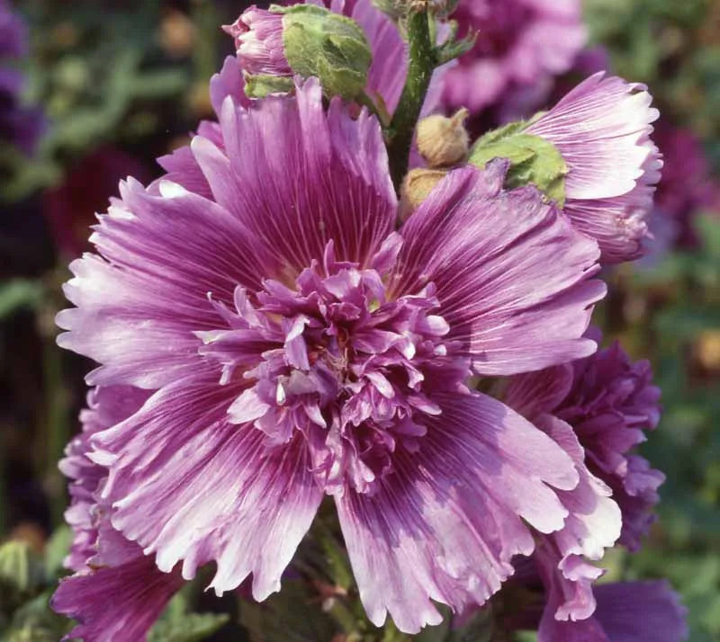 Q1152 Alcea Rosea Queeny Mix 6 275621bf 411d 4eff 9998 3e69abd15bde from www redcrocus com