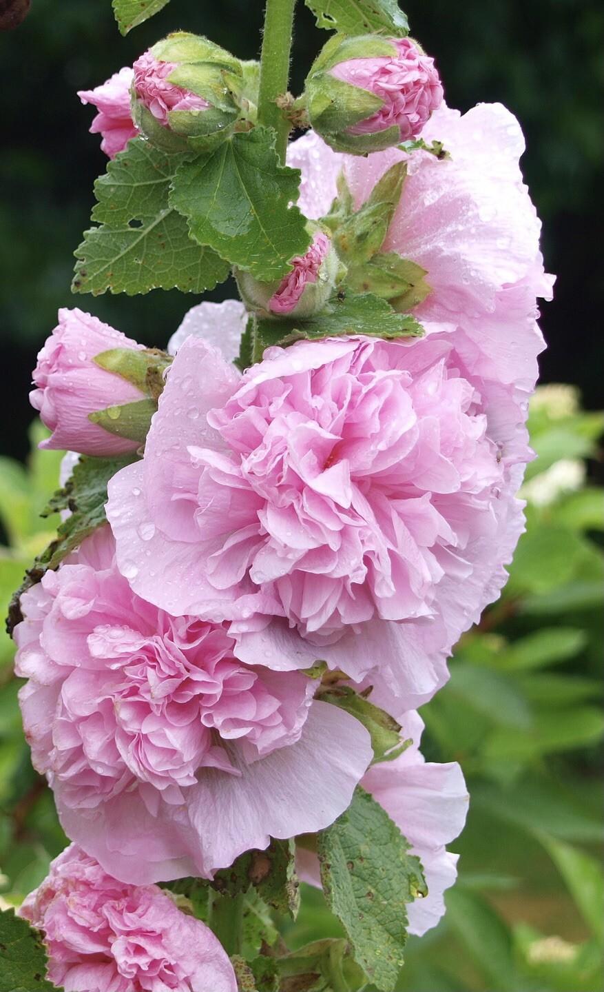 Q1152 Alcea Rosea Queeny Mix 7 688d1179 80ea 42a1 9bb4 1e68628d5f44 from www redcrocus com
