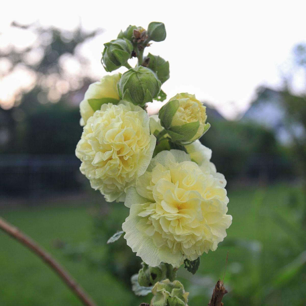 Q1152 Alcea Rosea Queeny Mix 8 8be7a6c0 8820 42e8 9e39 1f0aa5271bf5 from www redcrocus com