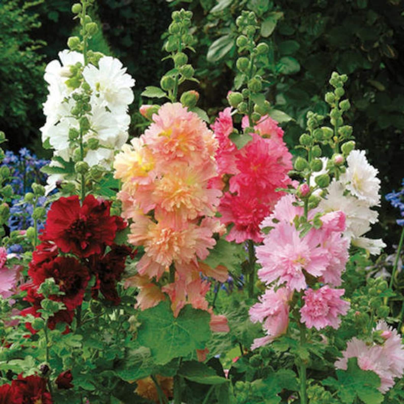 Q1152 Alcea Rosea Queeny Mix 9 B79b6896 3ff7 4b0b B562 17b27ced4987 from www redcrocus com