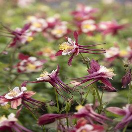 Q1153 Aquilegia Kirigami Red And White 10 8ce63599 Db2c 4ec8 81cf 7097ad3eecb5 from www redcrocus com