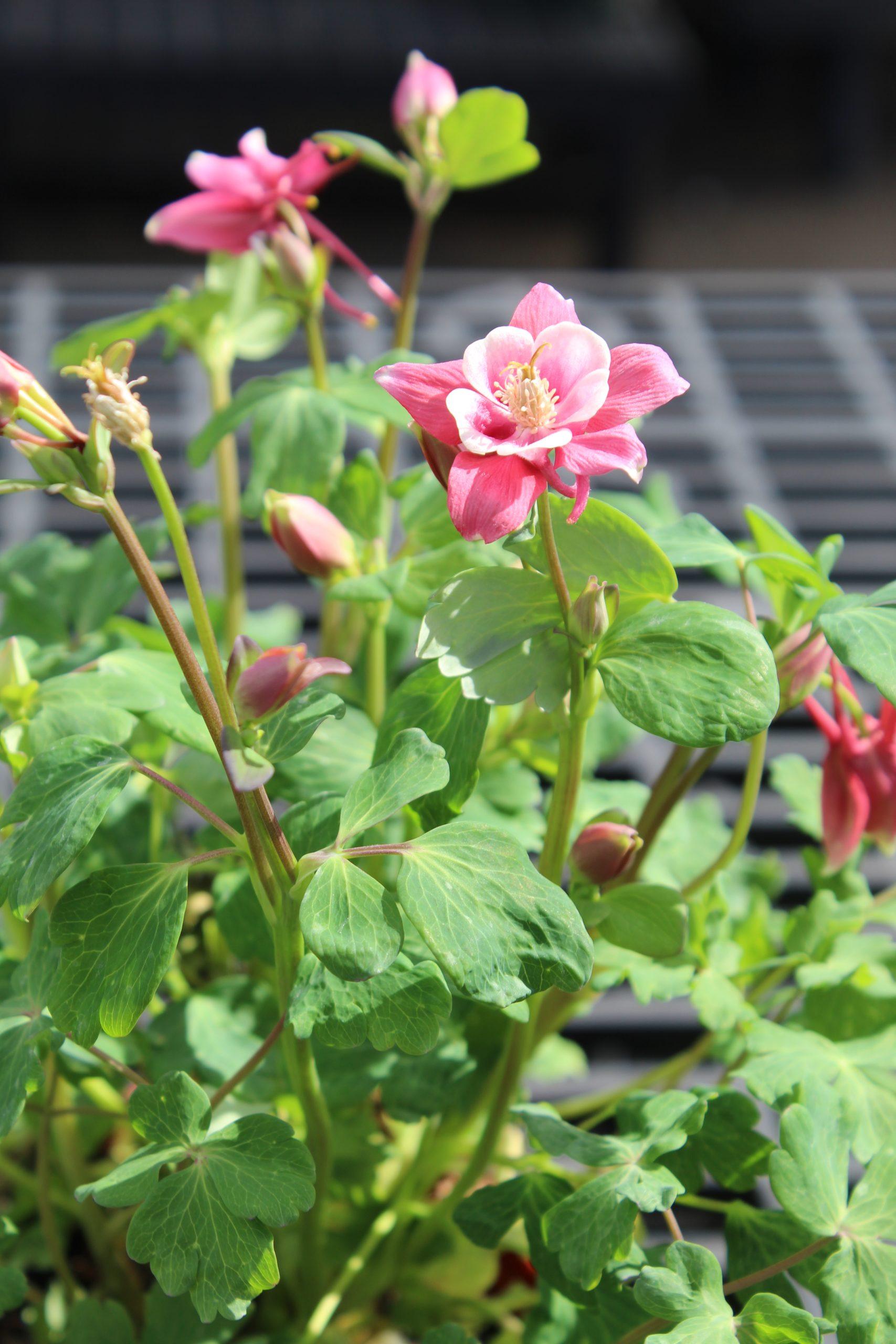 Q1153 Aquilegia Kirigami Red And White 11 Cbbdef7a 1353 45cc 97c5 A85de3aee226 from www redcrocus com