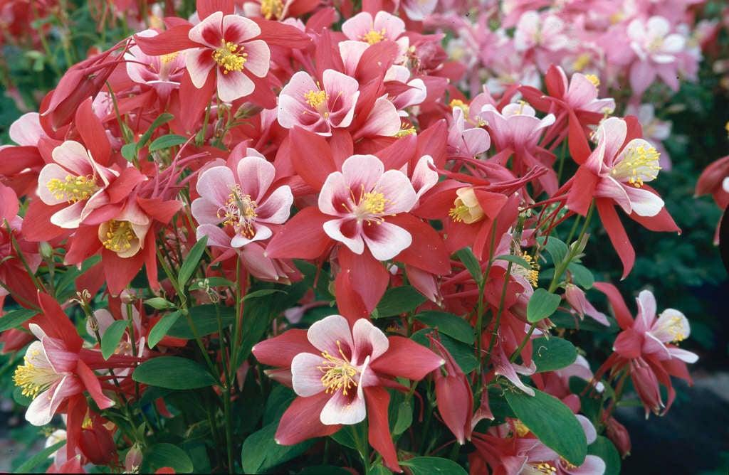 Q1153 Aquilegia Kirigami Red And White 14 6618e1f2 Ff2f 4322 9ebe 00b58d292968 from www redcrocus com
