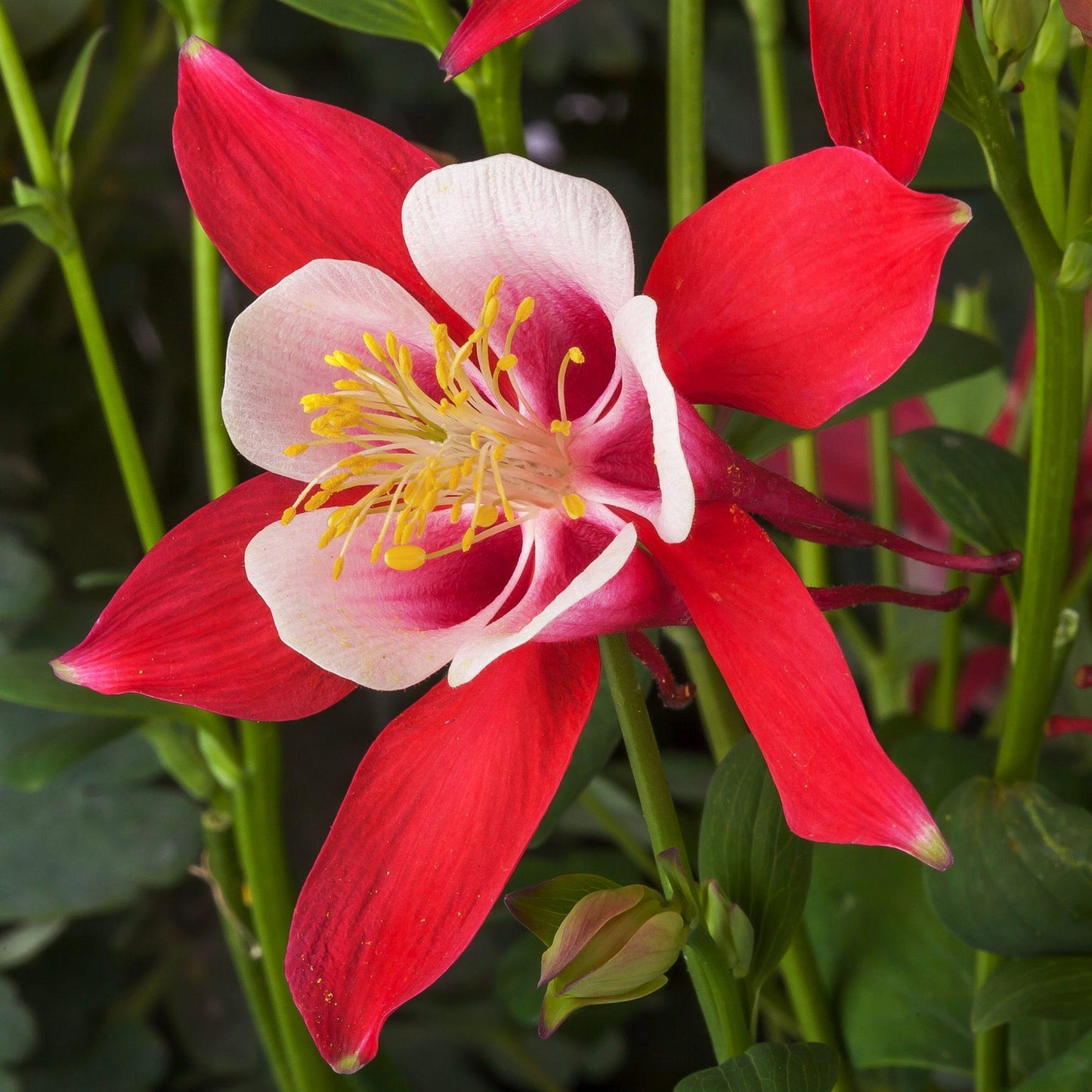 Q1153 Aquilegia Kirigami Red And White 2 5e3565b4 Dbfe 4f40 9ee9 2e830cbe9587 from www redcrocus com
