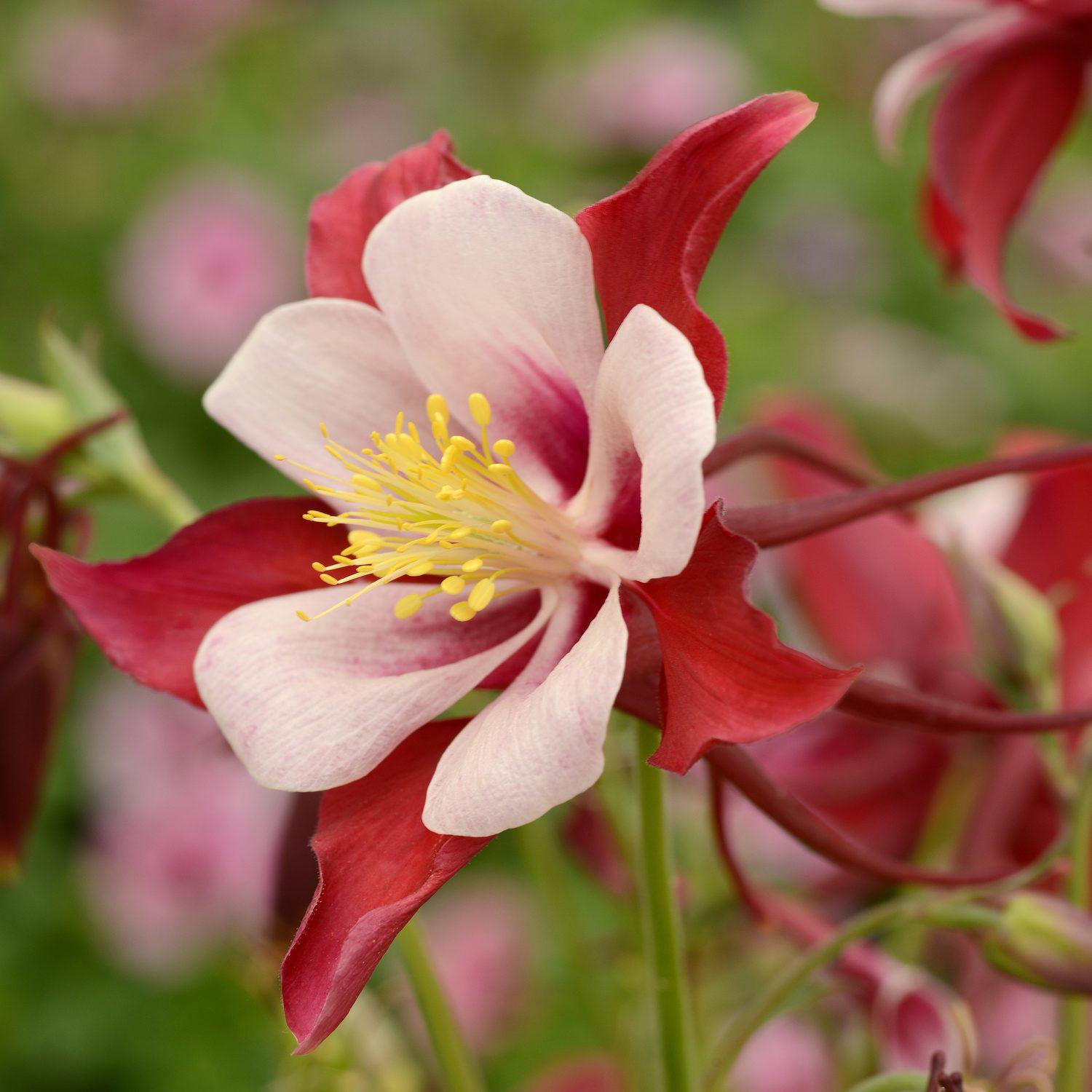 Q1153 Aquilegia Kirigami Red And White 6 70e038cd 71a9 4854 9d85 00c86b3db4e6 from www redcrocus com