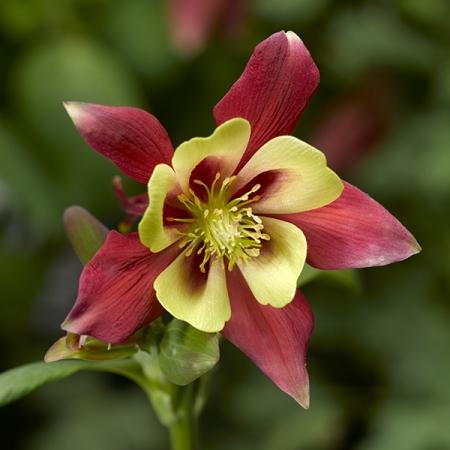 Q1153 Aquilegia Kirigami Red And White 9 B2597b96 7e8c 4bbd 8d10 53e11758a1aa from www redcrocus com