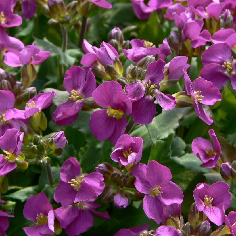 Q1154 Arabis Blepharophylla Compinkie 10 F8f16a84 C36a 4210 8ecc 07fd51edb9cd from www redcrocus com