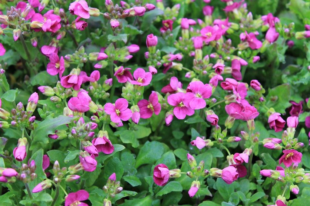 Q1154 Arabis Blepharophylla Compinkie 11 1cdd6360 5659 41c3 94e3 B2bff2073e32 from www redcrocus com