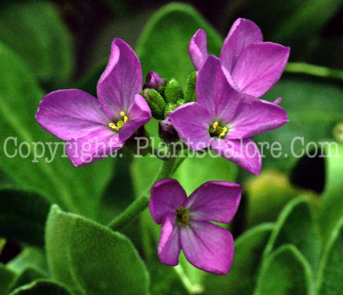 Q1154 Arabis Blepharophylla Compinkie 13 23f5bca8 8be4 459a 8bb9 Cc23b105d560 from www redcrocus com