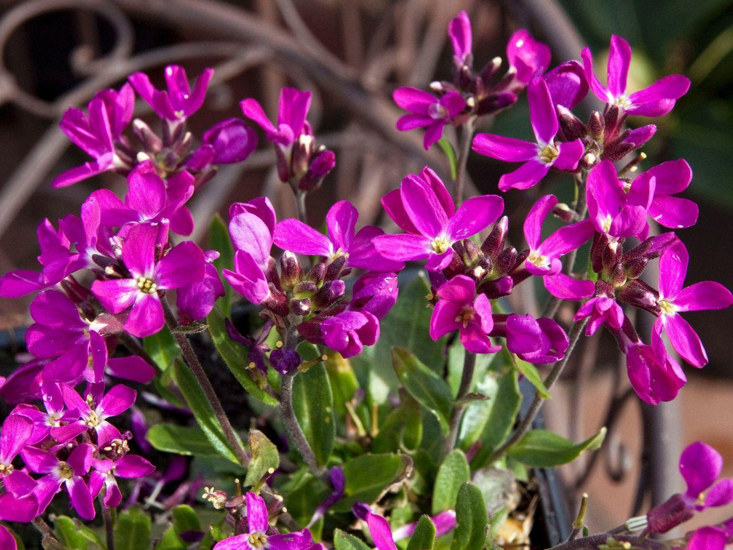 Q1154 Arabis Blepharophylla Compinkie 15 A1d04638 3008 4c95 B3af C210f83ef01a from www redcrocus com